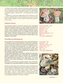 Лесные грибы. Иллюстрированная энциклопедия с рецептами — фото, картинка — 12
