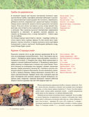 Лесные грибы. Иллюстрированная энциклопедия с рецептами — фото, картинка — 13