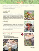 Лесные грибы. Иллюстрированная энциклопедия с рецептами — фото, картинка — 14