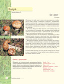 Лесные грибы. Иллюстрированная энциклопедия с рецептами — фото, картинка — 15