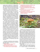 Лесные грибы. Иллюстрированная энциклопедия с рецептами — фото, картинка — 4