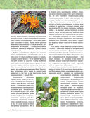 Лесные грибы. Иллюстрированная энциклопедия с рецептами — фото, картинка — 5
