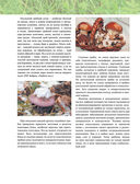 Лесные грибы. Иллюстрированная энциклопедия с рецептами — фото, картинка — 9