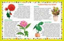 Энциклопедия для малышей. Растения — фото, картинка — 4
