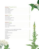 Дикие травы: как найти целебные продукты и создать собственные натуральные лекарства — фото, картинка — 11