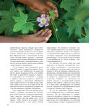 Дикие травы: как найти целебные продукты и создать собственные натуральные лекарства — фото, картинка — 14