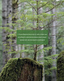 Дикие травы: как найти целебные продукты и создать собственные натуральные лекарства — фото, картинка — 9