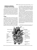 Сердечно-сосудистая система. Анатомия и физиология в покое и при физических нагрузках — фото, картинка — 12