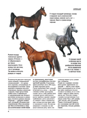 Лошади. Футляр — фото, картинка — 2