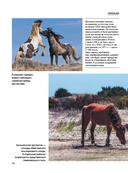 Лошади. Футляр — фото, картинка — 12