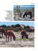 Лошади. Футляр — фото, картинка — 13