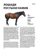 Лошади. Футляр — фото, картинка — 14