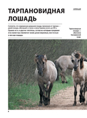 Лошади. Футляр — фото, картинка — 6