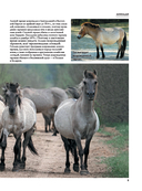 Лошади. Футляр — фото, картинка — 7