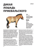 Лошади. Футляр — фото, картинка — 8