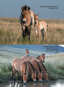 Лошади. Футляр — фото, картинка — 9