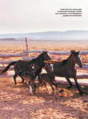 Лошади. Футляр — фото, картинка — 10