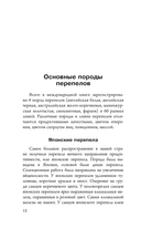 Разведение перепелов для начинающих — фото, картинка — 12