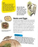 Птицы — фото, картинка — 18