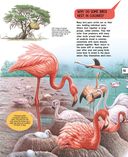 Птицы — фото, картинка — 19