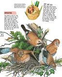 Птицы — фото, картинка — 20