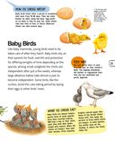 Птицы — фото, картинка — 21