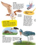 Птицы — фото, картинка — 23