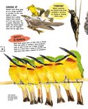 Птицы — фото, картинка — 24