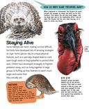 Птицы — фото, картинка — 25