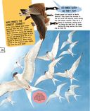 Птицы — фото, картинка — 26