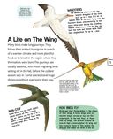 Птицы — фото, картинка — 27