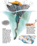 Птицы — фото, картинка — 29