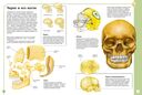 Первый атлас анатомии человека — фото, картинка — 5