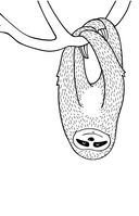 Раскраска для ленивых — фото, картинка — 12