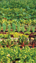 Болезни сада и огорода. Карманный атлас-определитель — фото, картинка — 6