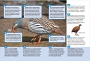 Птицы. Энциклопедия российского школьника — фото, картинка — 3