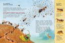 Где живёт муравьишка. Познавательные истории — фото, картинка — 2
