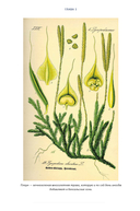 Новый год в русской истории. Маскарады, разорение елки, балы и святочные рассказы — фото, картинка — 8