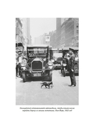 Кошки правят миром — фото, картинка — 18