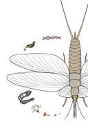 Фантастическая эволюция насекомых — фото, картинка — 6