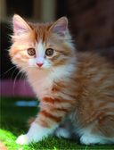 Твой котик: магия ухода. Все о том, как всегда понимать кошку и завести крепкую дружбу на всю жизнь — фото, картинка — 3