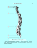 Популярный атлас анатомии человека. 200 классических иллюстраций из 