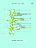 Популярный атлас анатомии человека. 200 классических иллюстраций из 