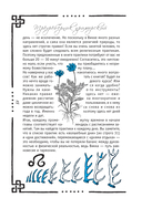 Викка. Книга теней — фото, картинка — 3