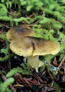 100 растений и грибов Беларуси — фото, картинка — 11