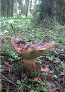 100 растений и грибов Беларуси — фото, картинка — 12