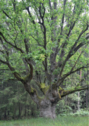 100 растений и грибов Беларуси — фото, картинка — 5