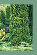 Роскошные хвойные. Виды, посадка, уход — фото, картинка — 4