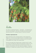 Роскошные хвойные. Виды, посадка, уход — фото, картинка — 5