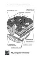 Анатомия человека: Русско-латинский атлас с QR-кодами — фото, картинка — 17